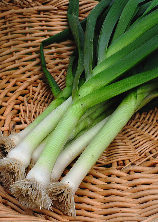 American Flag Leek - Organic