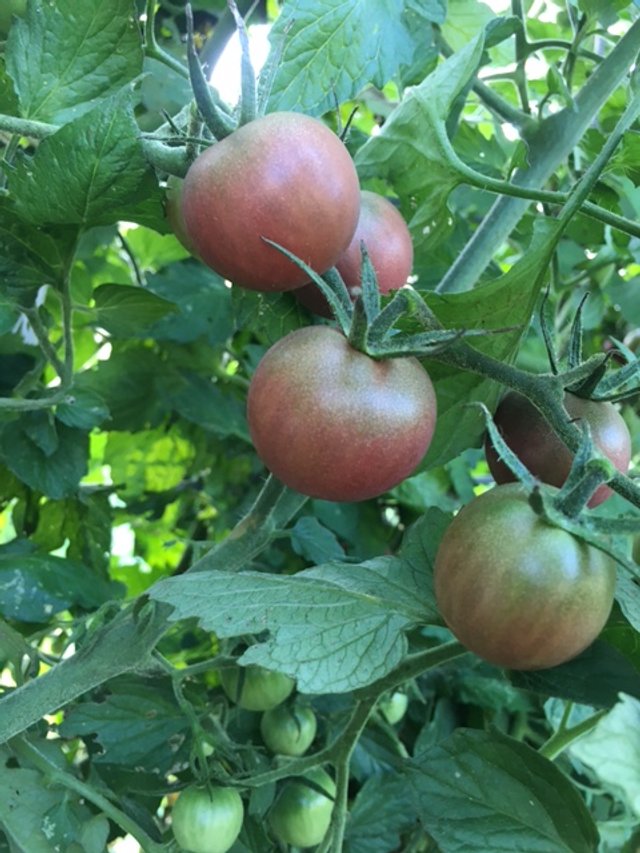 Black Cherry Tomato