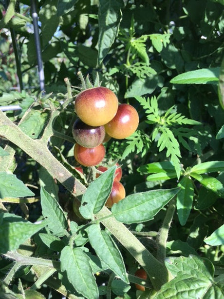 Blue Cream Berries Tomato