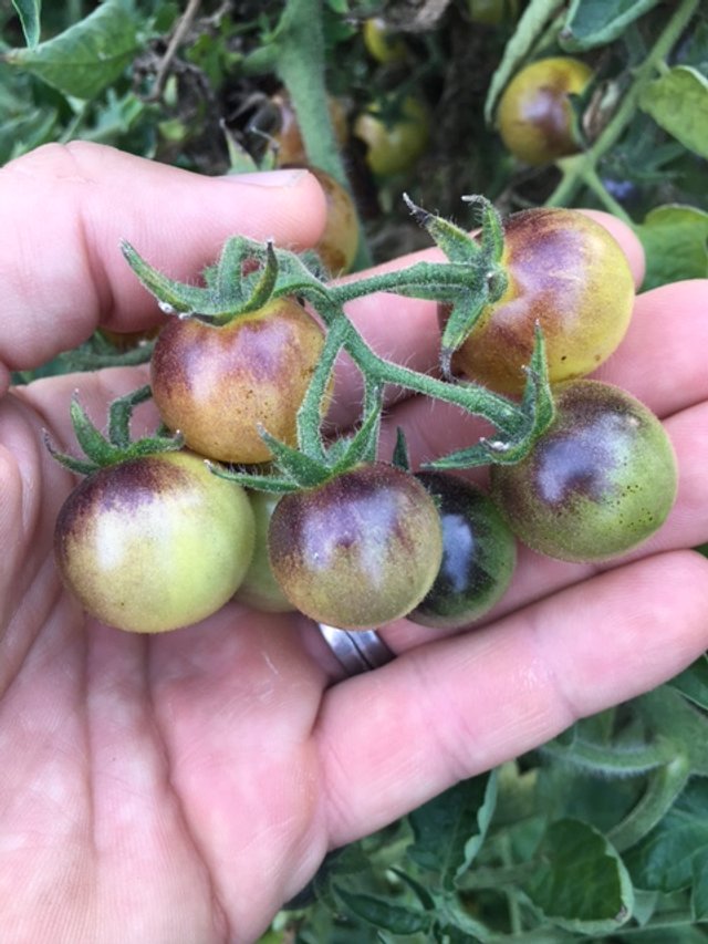 Blue Cream Berries Tomato