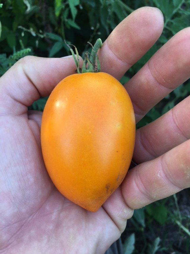 Burning Spear Tomato