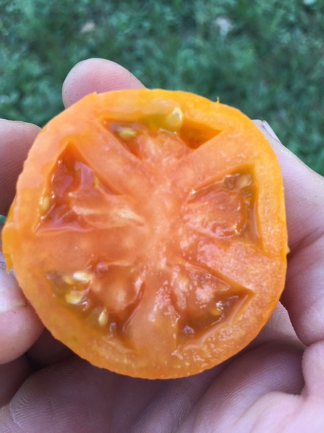 Burning Spear Tomato