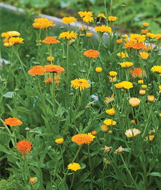 Pacific Beauty Calendula