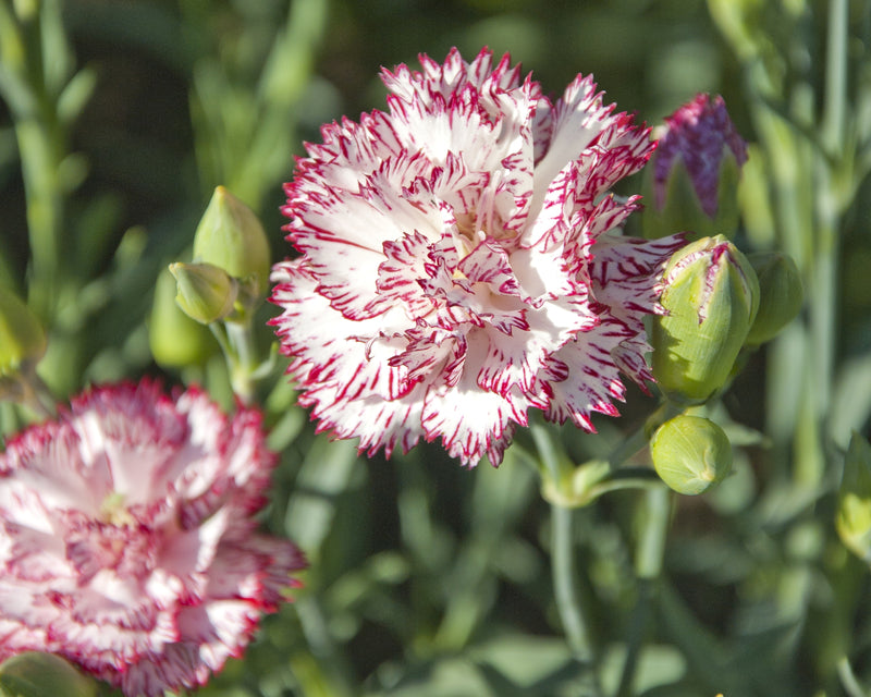 Chabaud Benigna Dianthus