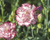 Chabaud Benigna Dianthus