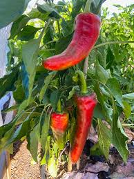 Corno Di Toro Sweet Pepper