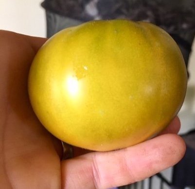 Dwarf Amy's Ohio Tomato