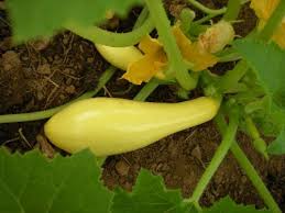 Early Prolific Straightneck Summer Squash - Organic