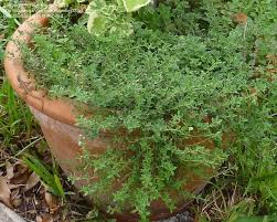 English Thyme