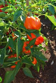 Horizon Orange Bell Pepper