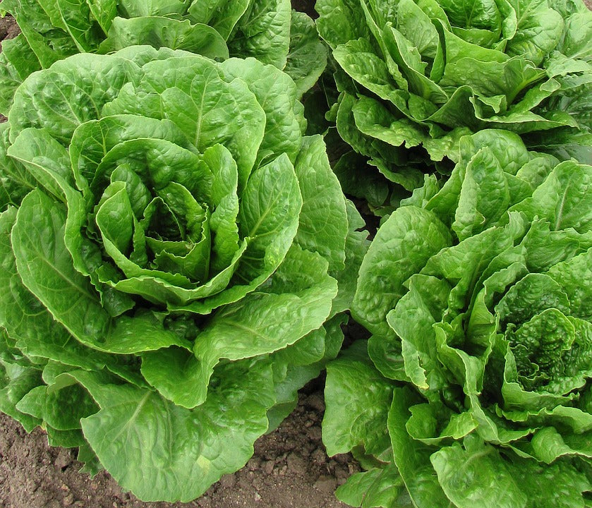 Jericho Lettuce