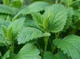 Lemon Balm - Organic