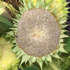 Mammoth Grey Stripe Sunflower - Organic