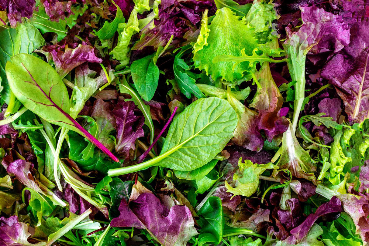 Mesclun Mix Lettuce and Greens - Organic