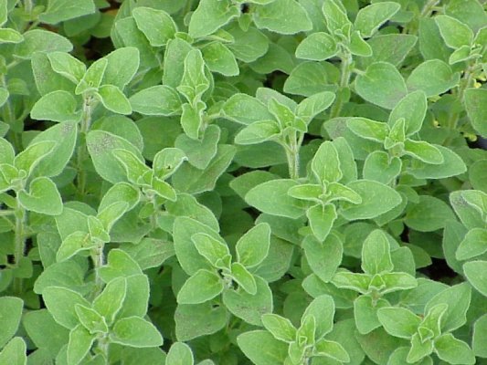 Common Italian Oregano