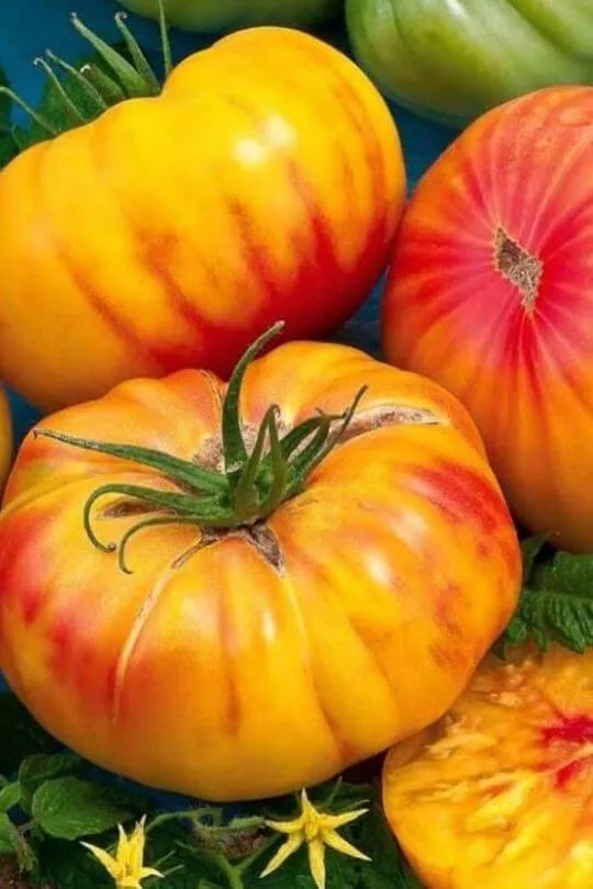 Pineapple Tomato - Organic