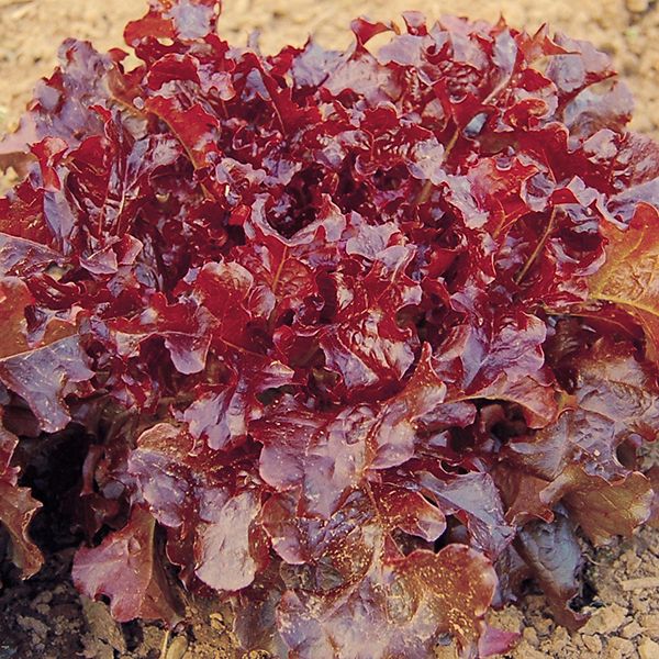 Red Oakleaf Lettuce - Organic