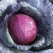 Red Acre Cabbage