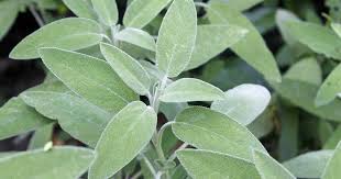 Common Sage - Organic