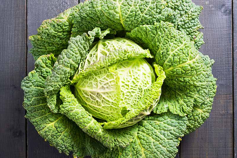 Savoy Perfection Cabbage