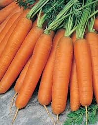 Scarlet Nantes Carrot - Organic