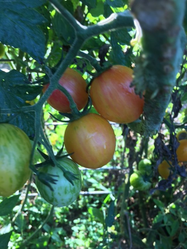 Sunrise Bumble Bee Tomato