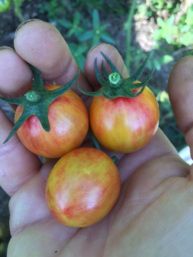 Sunrise Bumble Bee Tomato