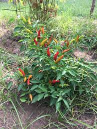 Thai Chili Hot Pepper