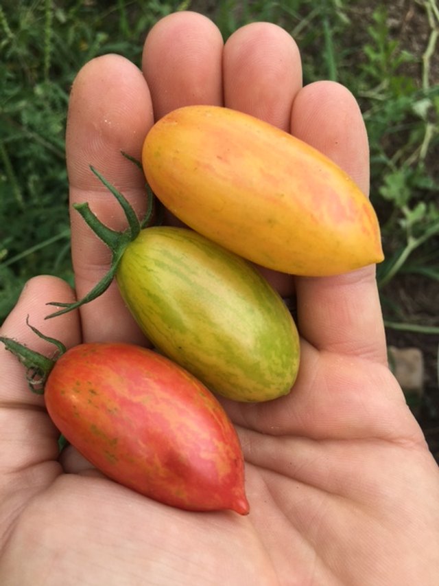 Tiger Cherry Roma Tomato