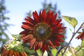 Velvet Queen Sunflower