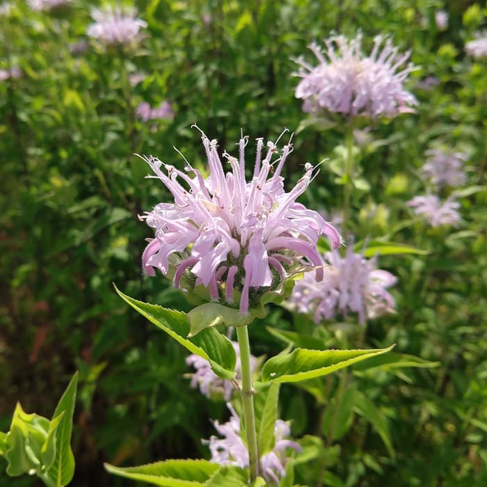 Wild Bergamot