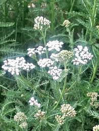 Common White Yarrow