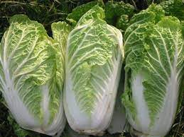 Aichi Chinese Cabbage