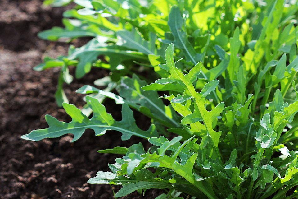 Slow Bolt Arugula - Organic