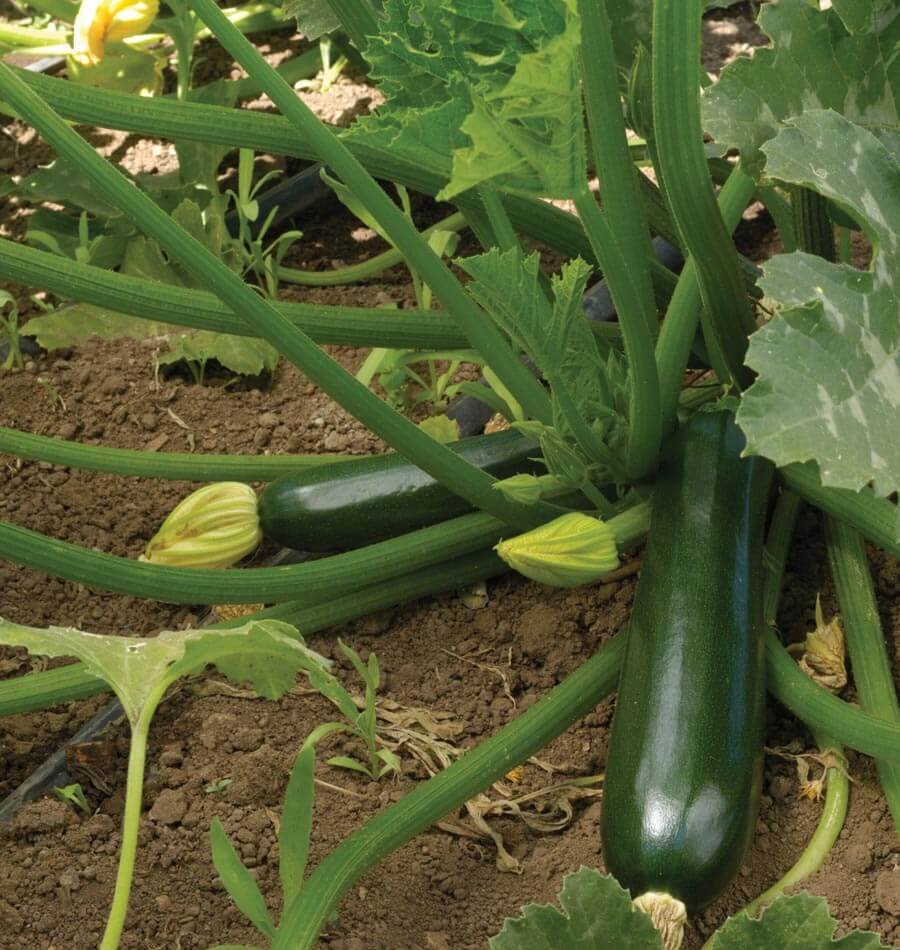 Black Beauty Zucchini - Organic