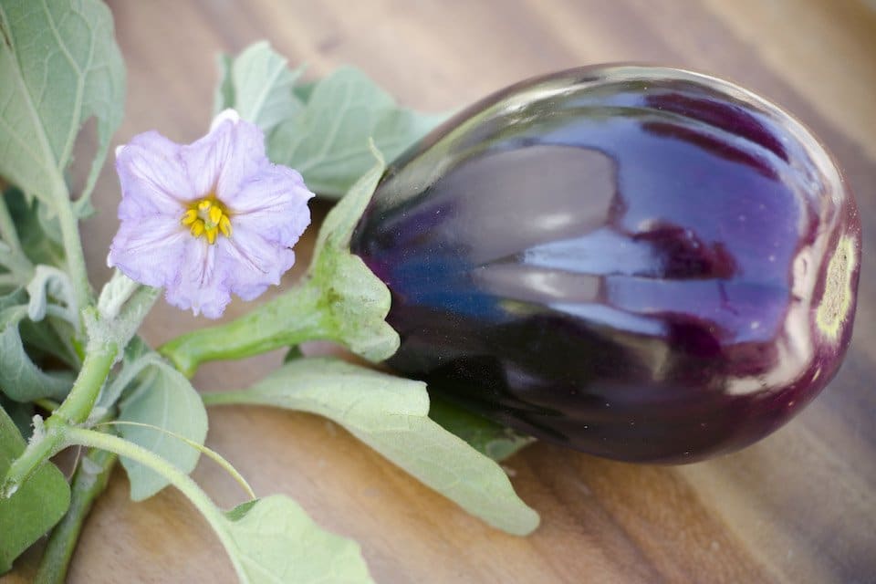 Black Beauty Eggplant - Organic