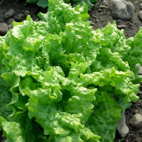 Black Seeded Simpson Lettuce - Organic