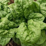 Fall Garden Expansion Kit