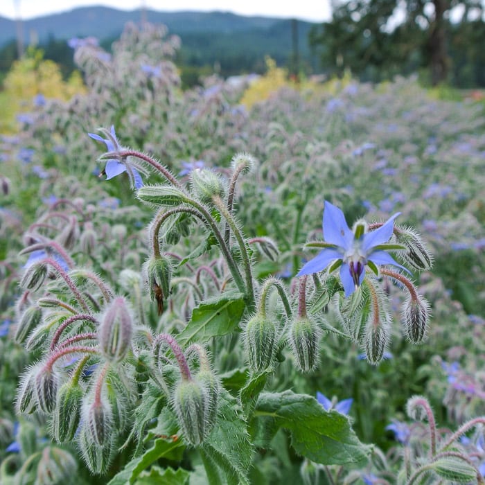 Borage