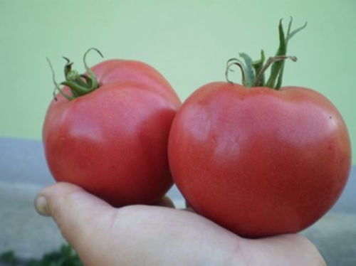 Brandywine Tomato