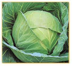 Brunswick Cabbage - Organic