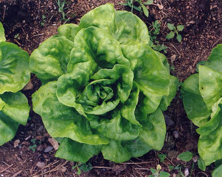 Buttercrunch Butterhead Lettuce - Organic