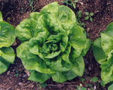 Fall Garden Expansion Kit