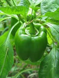 California Wonder Bell Pepper - Organic