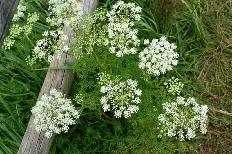 Caraway