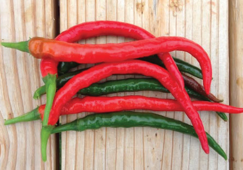 Cayenne Long Red Thin Hot Pepper - Organic