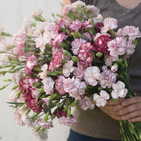 Chabaud Benigna Dianthus