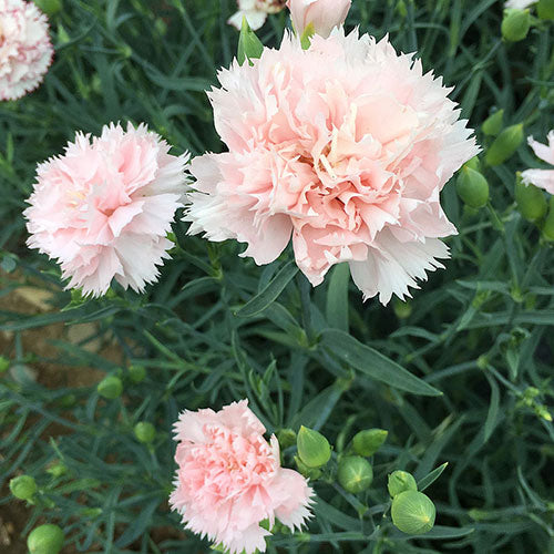 Chabaud La France Dianthus