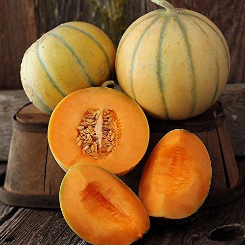 Charentais Melon - Organic