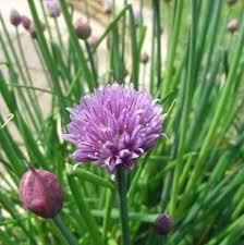 Chives